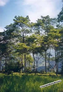 Rudraksha Forest